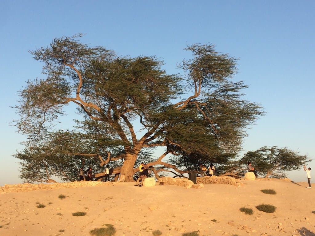 Tree of Life