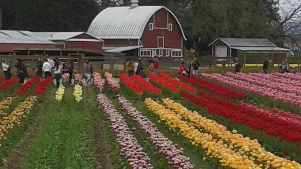 Floral Arrangements & Gifts