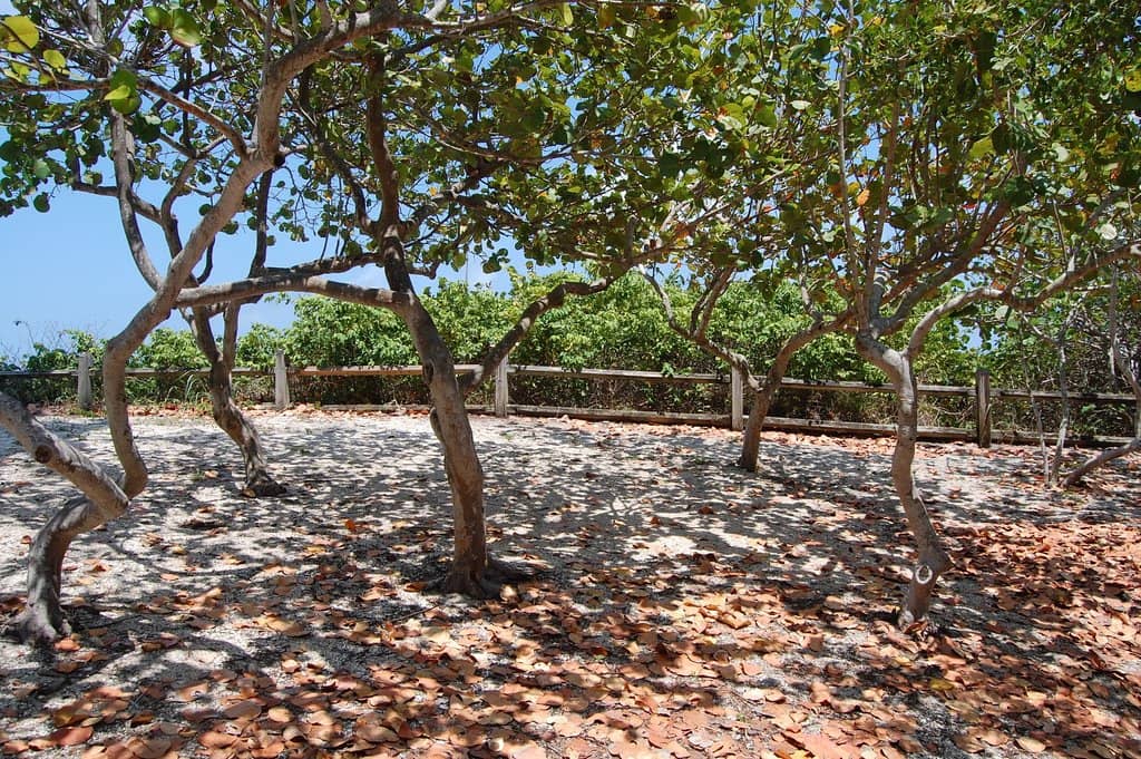 The Turquoise Lagoon