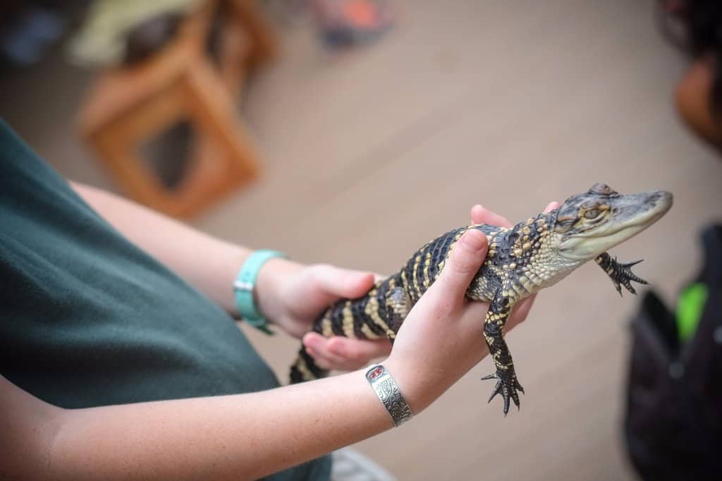 Wildlife Rescue & Rehabilitation