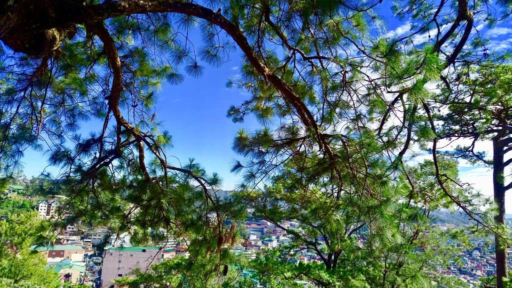 Nice pine trees...