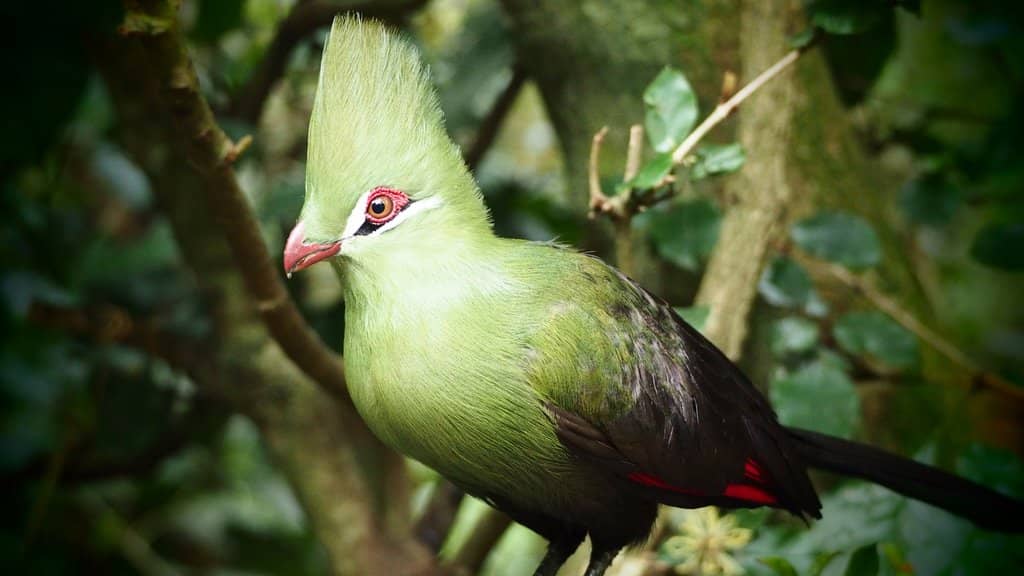 World's Largest Free-Flight Aviary