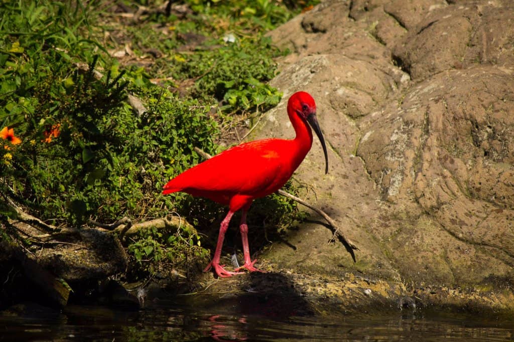 Diverse Bird Species