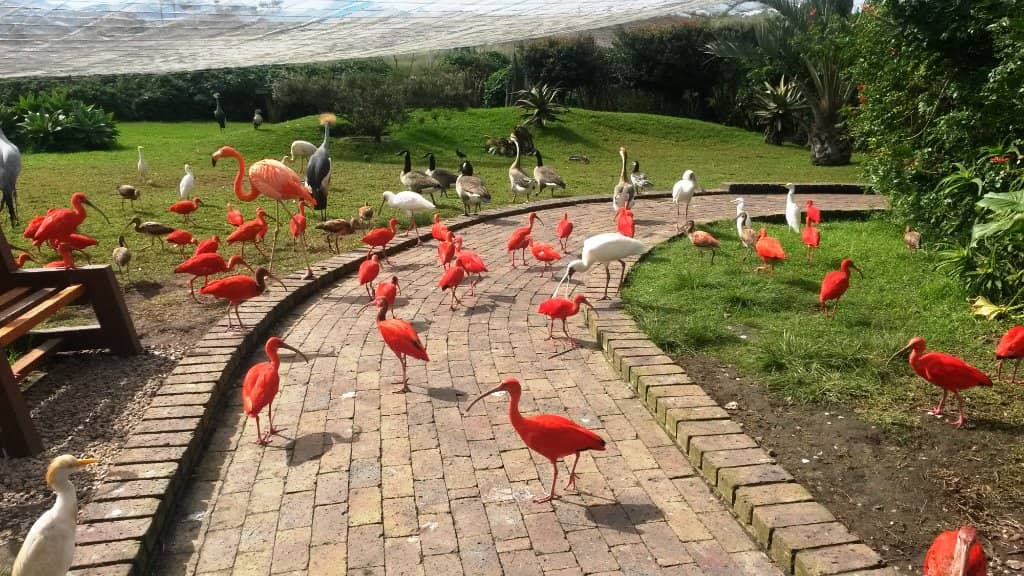 Diverse Bird Species