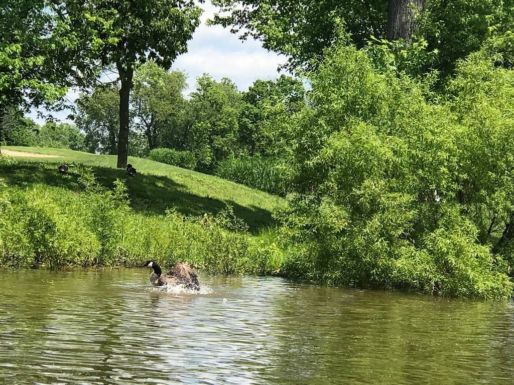 Dog Park Paradise