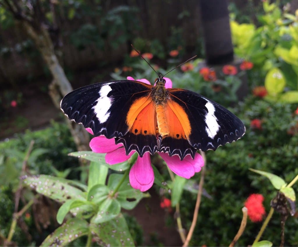 Kemenuh Butterfly Park