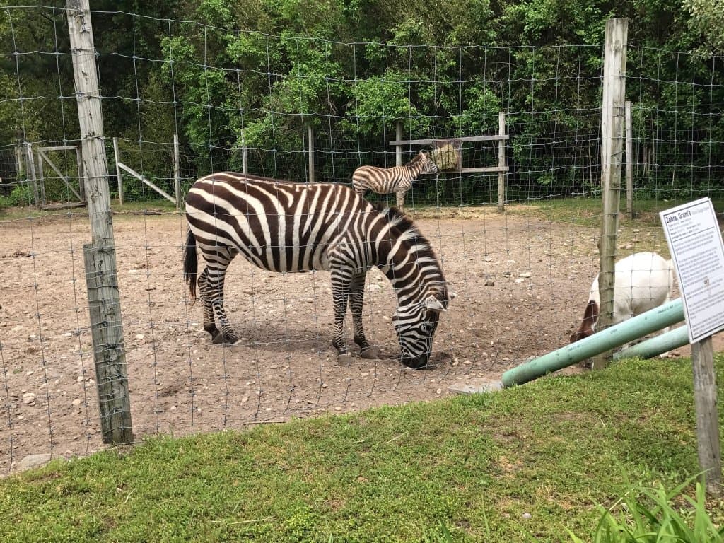 Long Island Game Farm