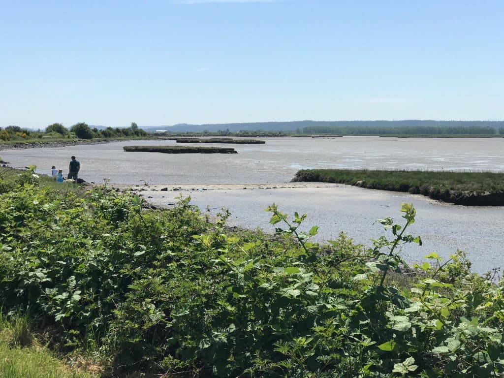 Padilla Bay Shore Trail