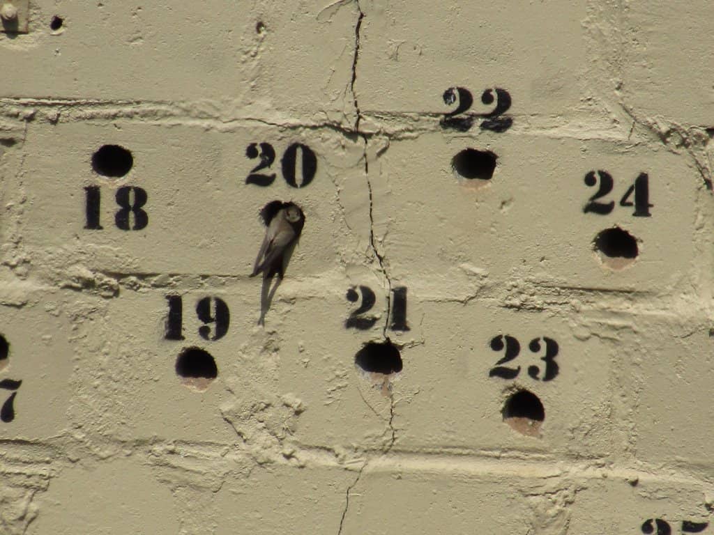 Birdwatching Through Telescopes