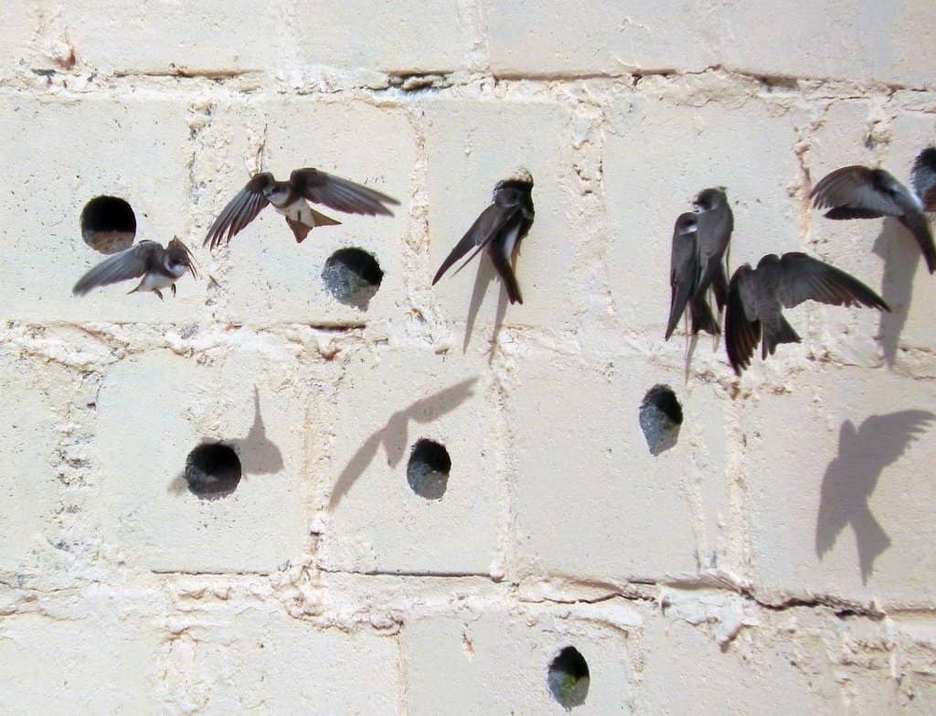 Pink-Footed Geese Roost