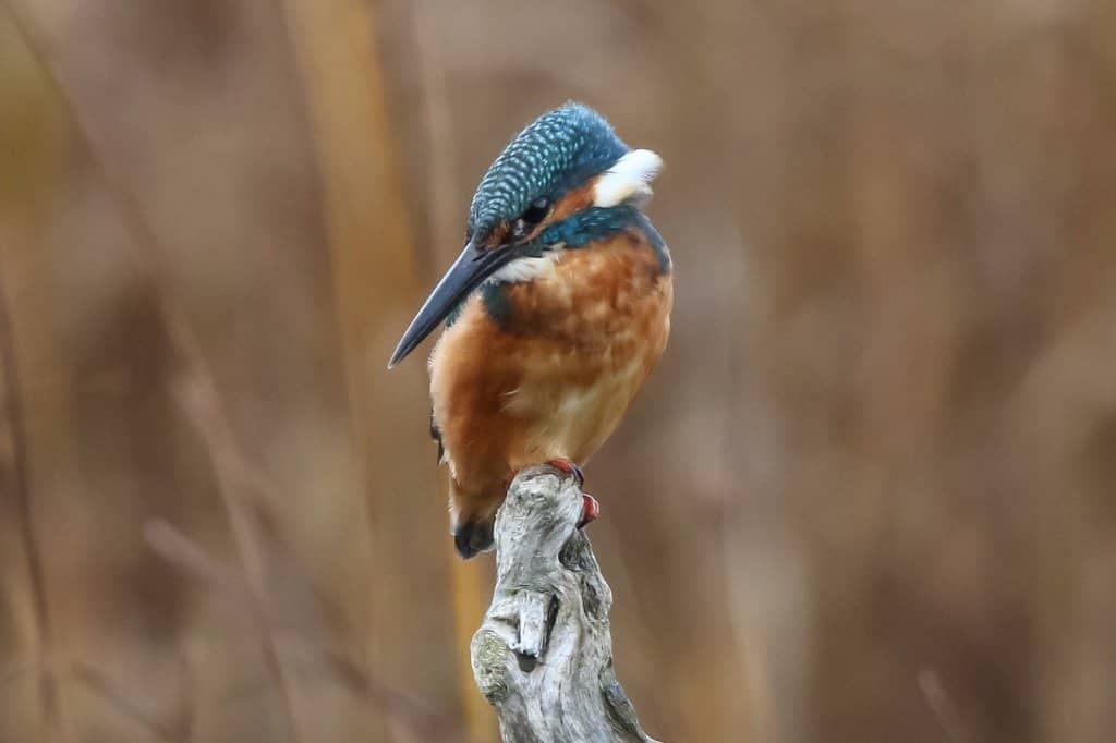 Kingfisher Sightings