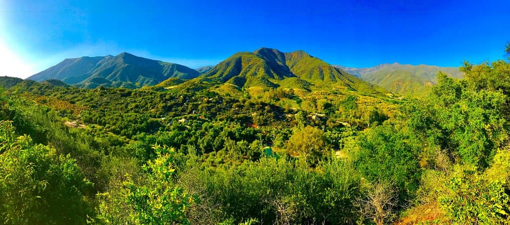 Ojai Olive Oil farm :)