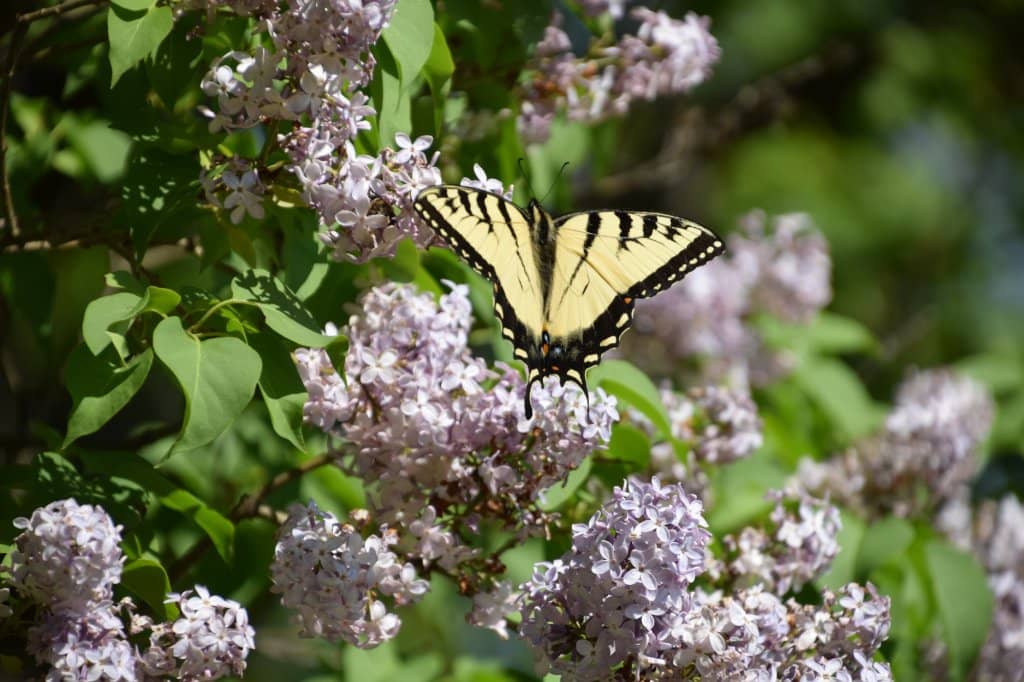 Wetland Wonders