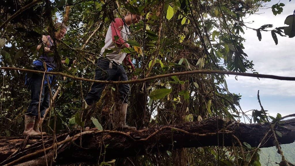 Toucans and Tanagers