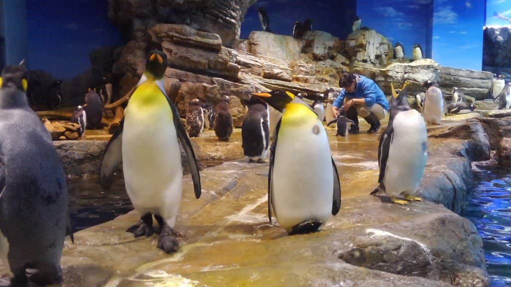 Mambo the Ocean Sunfish