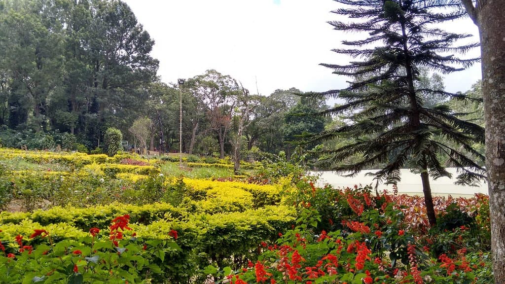 Rose garden