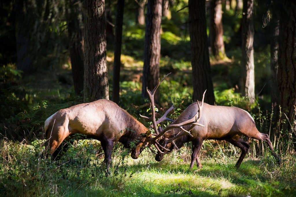 Northwest Trek Wildlife Park