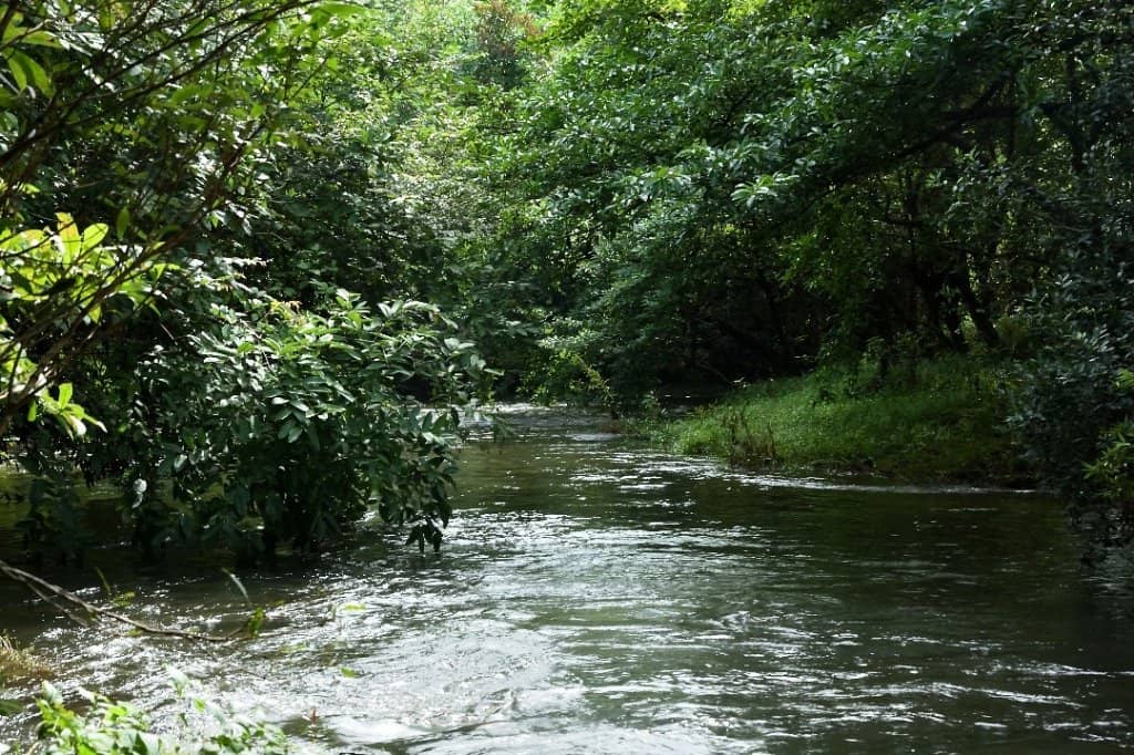 Forest Trek to Waterfalls