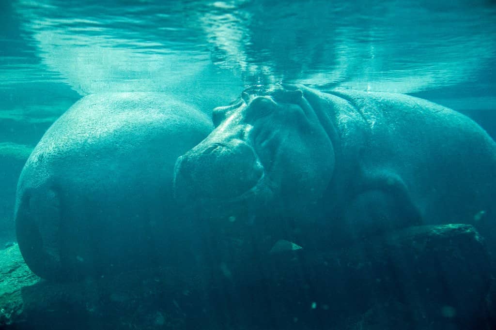 Amusement Park Rides