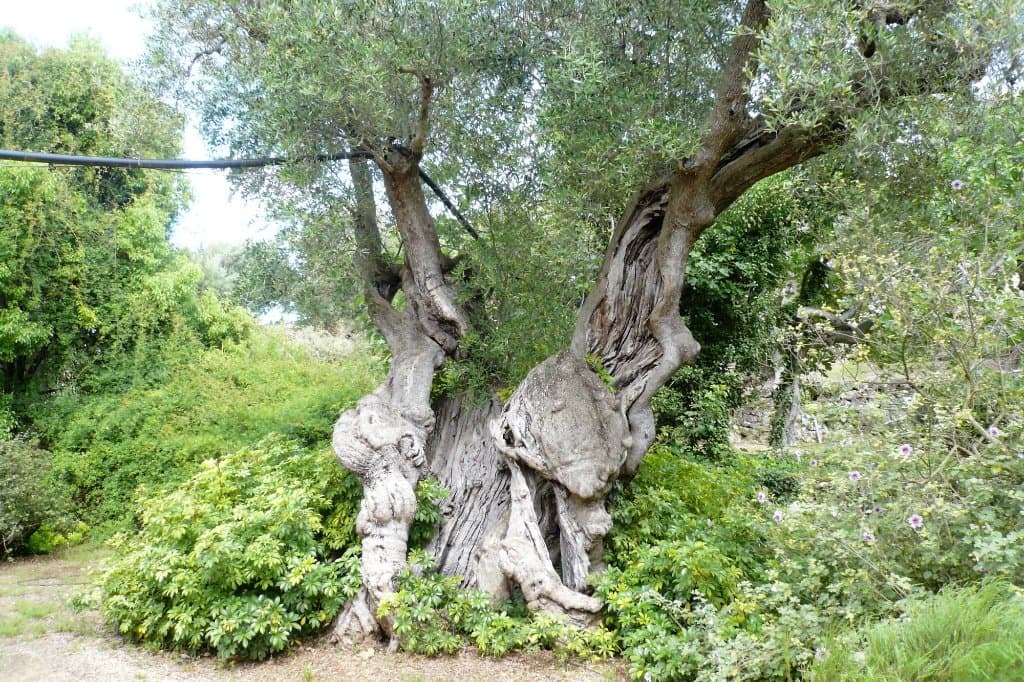 Giardino Botanico Lama Degli Ulivi