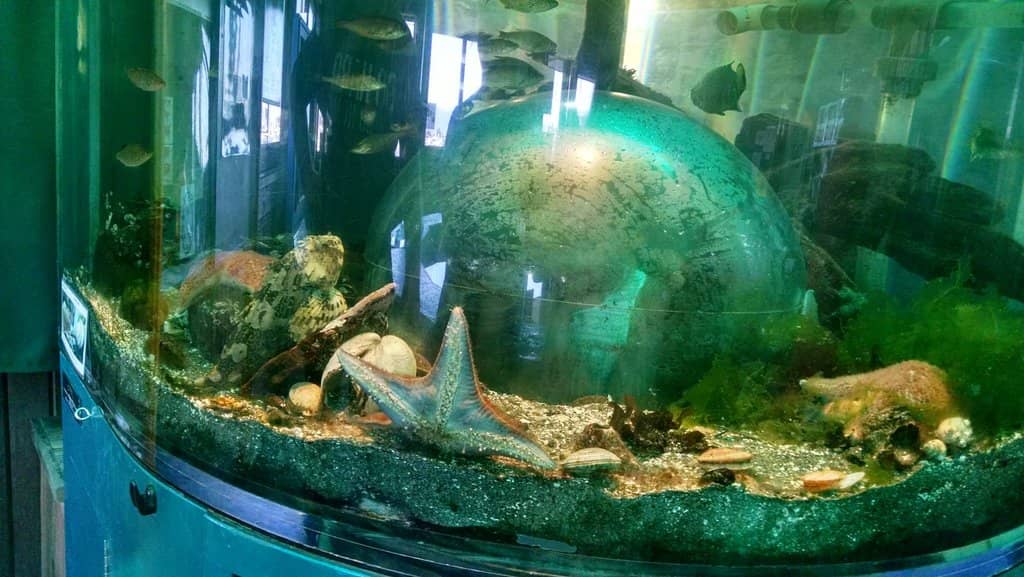Opal the Giant Pacific Octopus