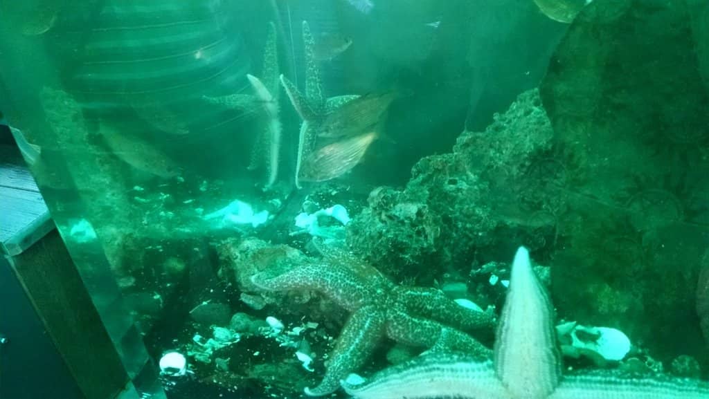 Diverse Local Marine Life
