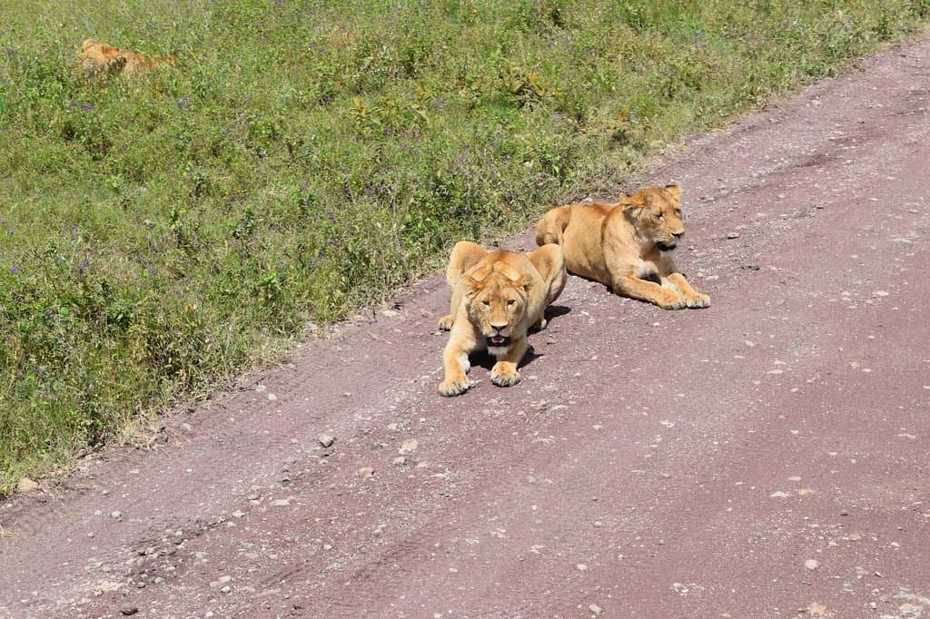 Lion around-we saw around 12 of them