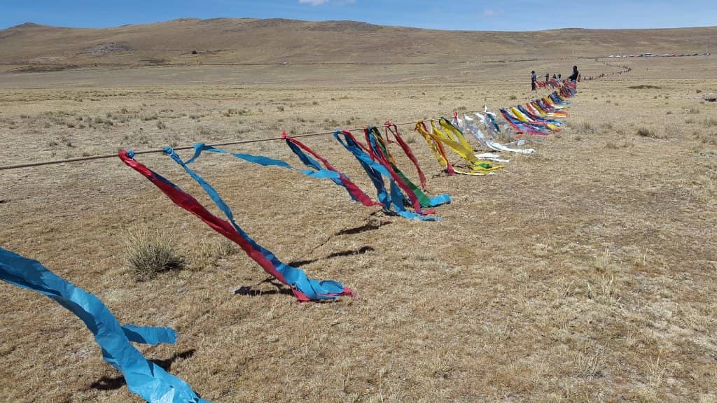 Vicuña Sightings