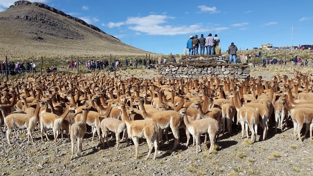 Vicuñas antes de ser esquiladas