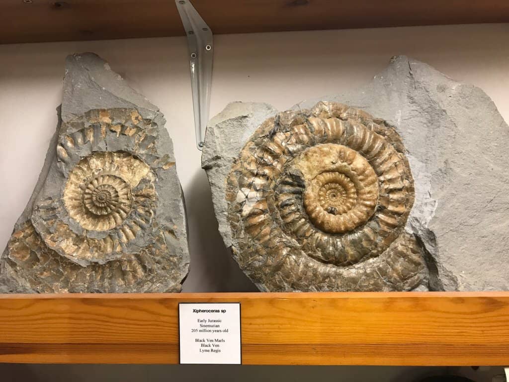 The Dinosauroid Homage