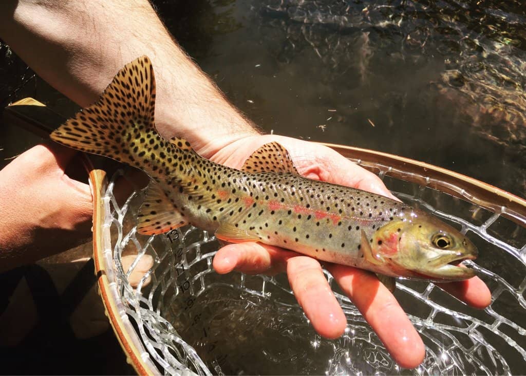 Dream Lake's Serene Beauty