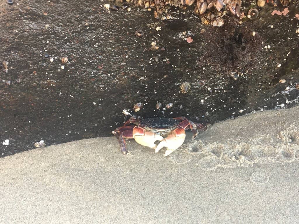 Tidepool Exploration