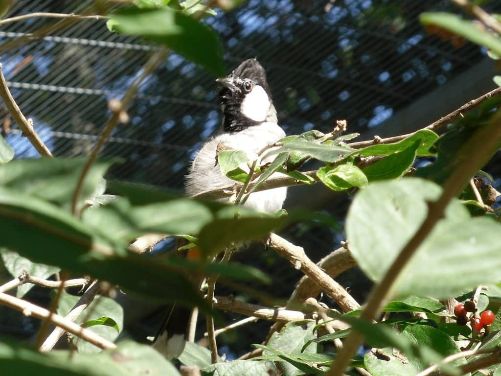 Interactive Bird Exhibit