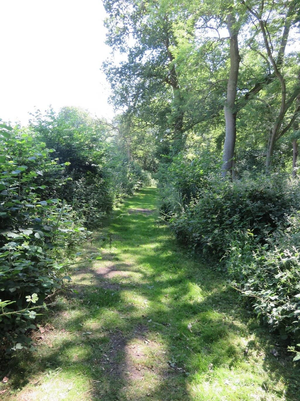 Ancient Woodland Walks