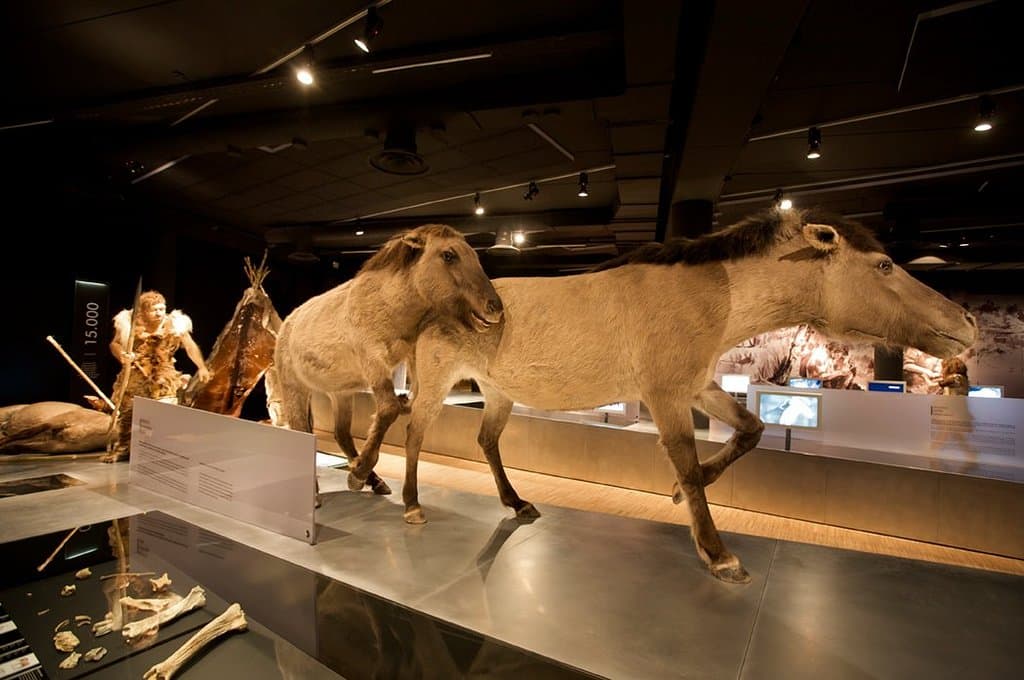 Permanente tentoonstelling: van neanderthaler tot Gallo-Romein