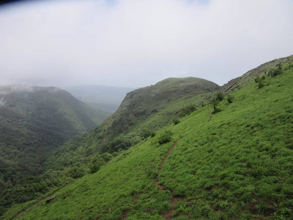 Misty Jungle Trek