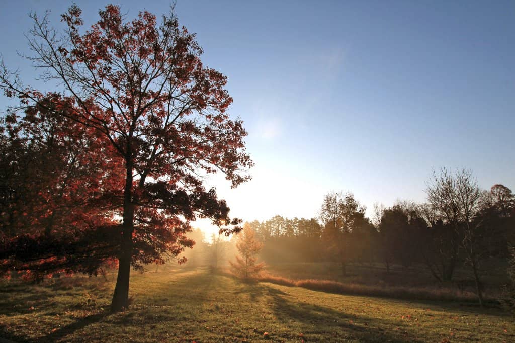 F.R. Newman Arboretum