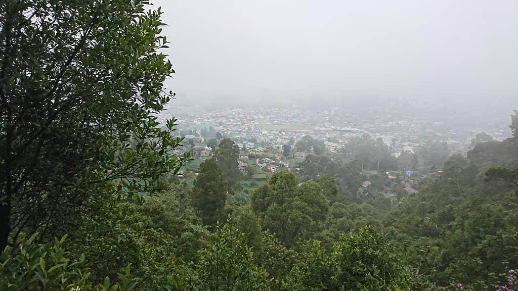 Scenic Tea Plantation Walk