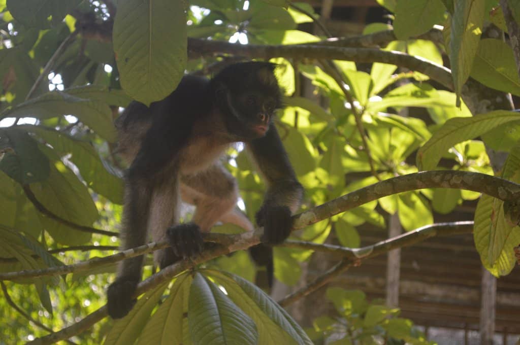 Playful Primate Interactions