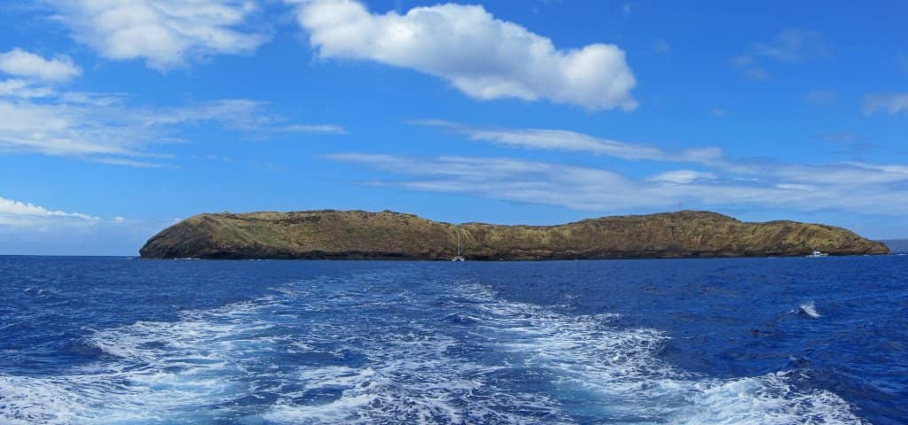 Abundant Marine Life