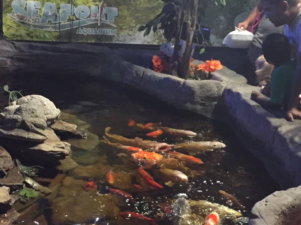 Diverse Aquatic Life