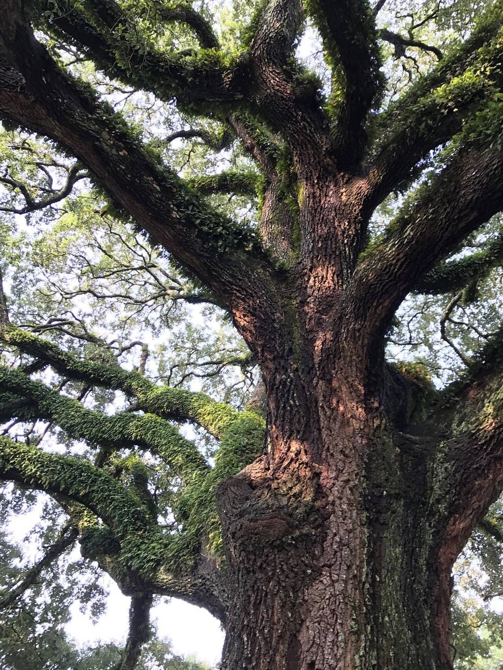 Florence Irene Ford's Staircase Grave