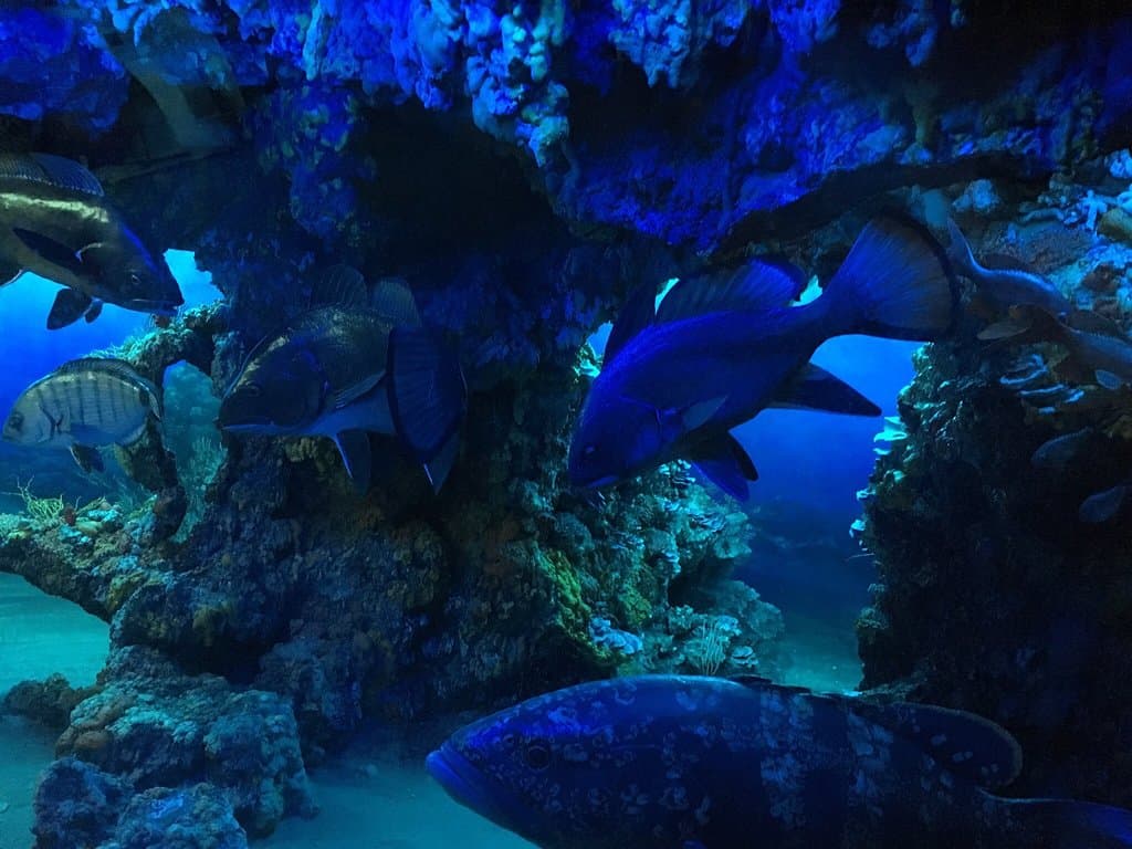 Museo di Storia Naturale del Mediterraneo Villa Henderson