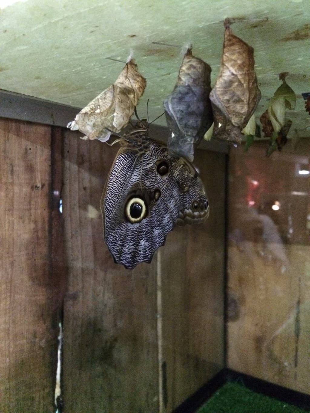 Predator Hall