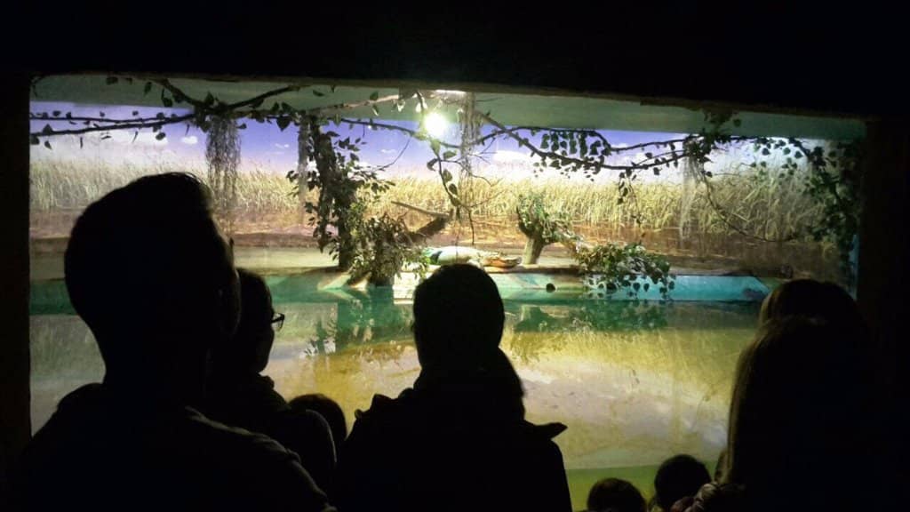 Aquarium Wonders