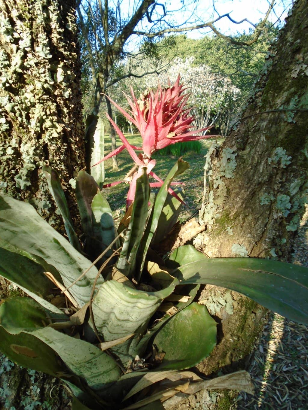 Arboretum Trails