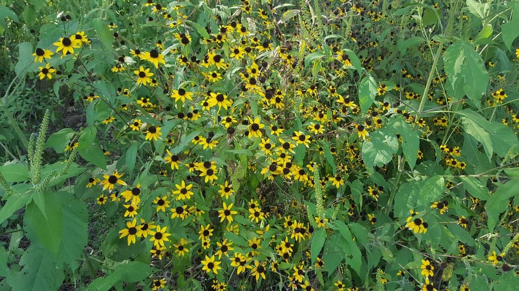 Kayaking and Canoeing