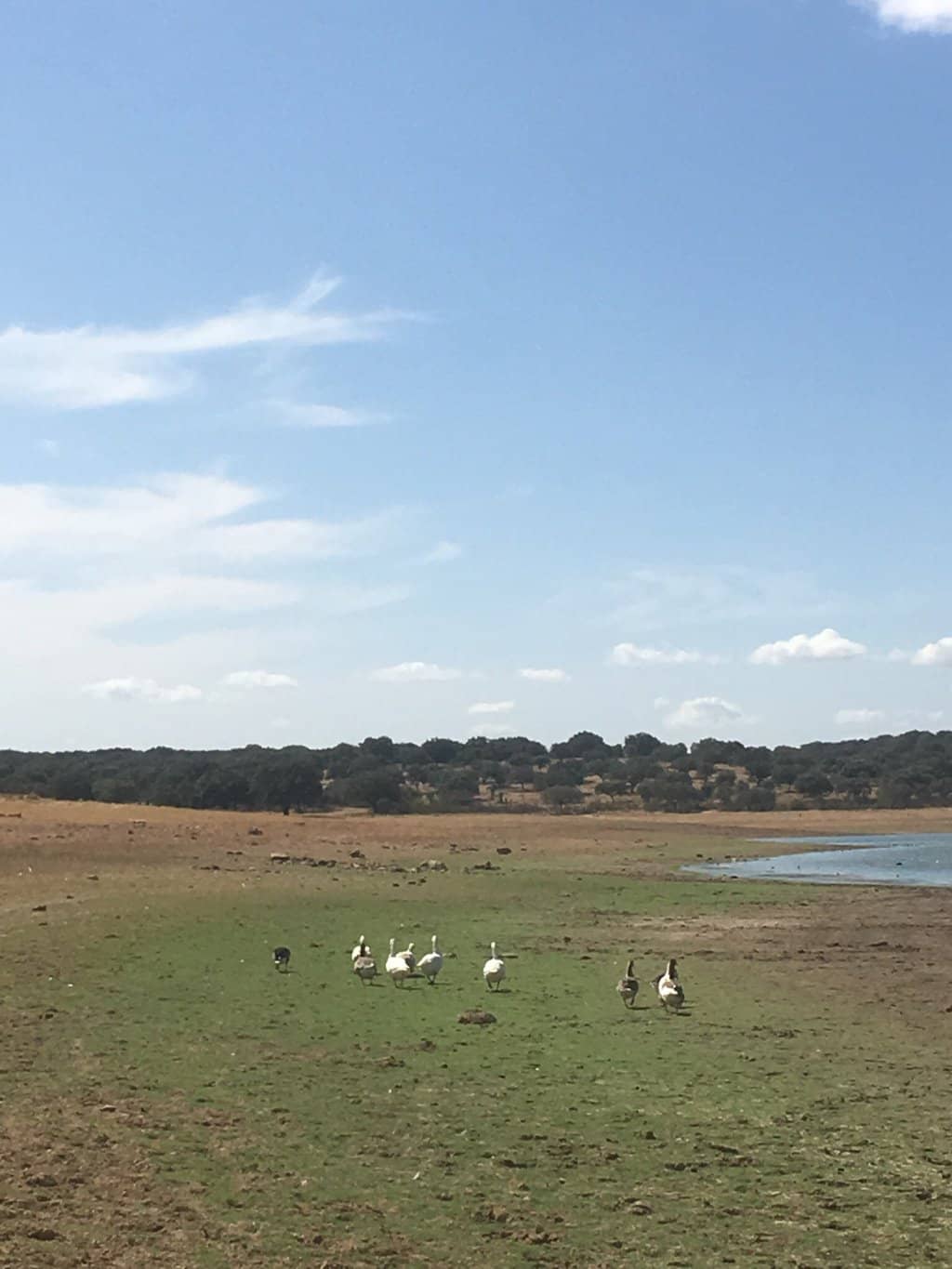 Endemic Orchid Spotting