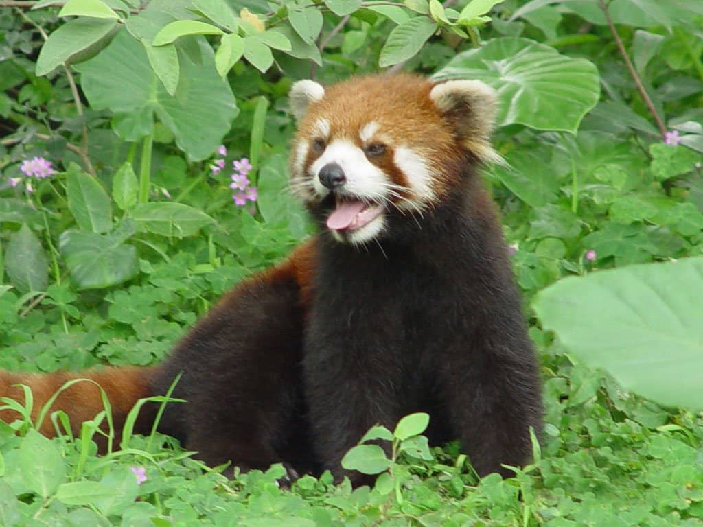 Panda Pavilion