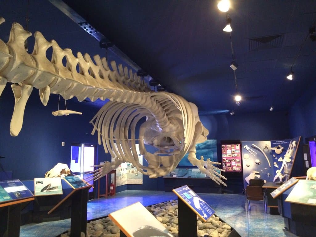 Oman Natural History Museum